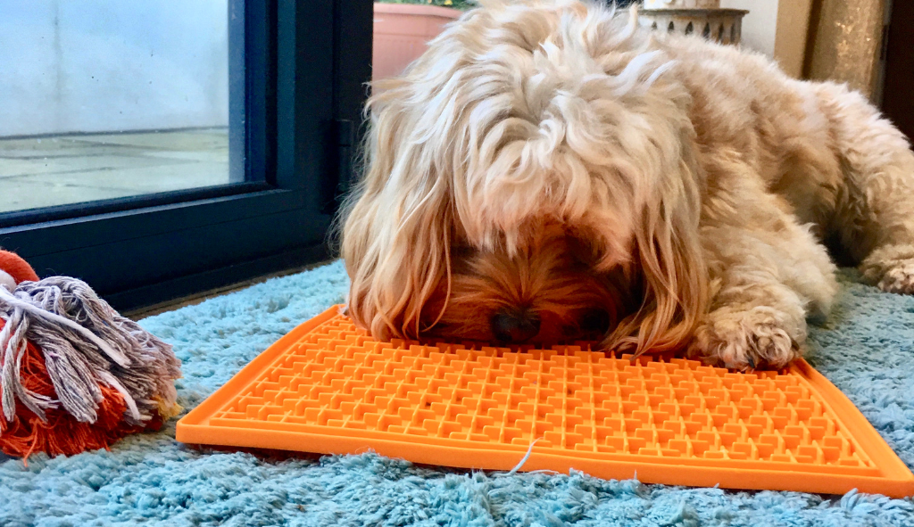 Dog licking on a food toy placed on her mat.
