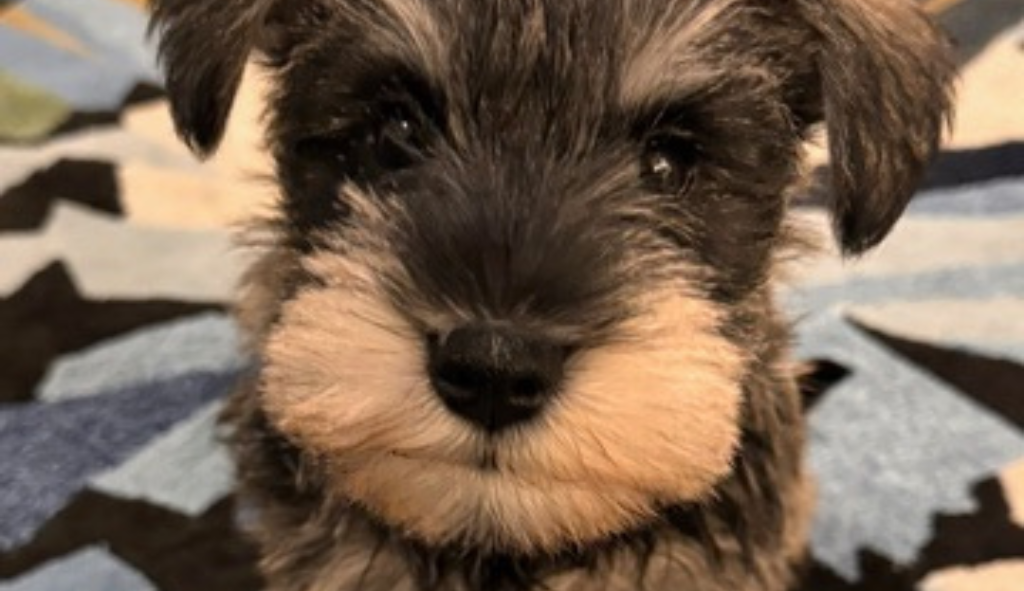 Miniature Schnauzer puppy on a rug, making eye-contact. 