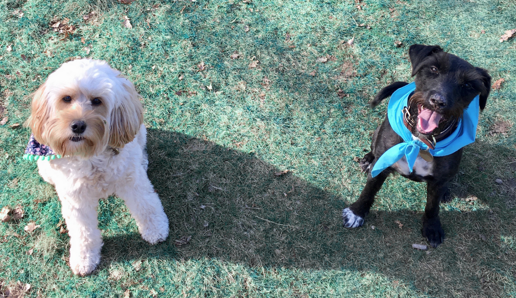 A blonde dog sitting next to a black dog on the grass, both or which are wearing bandanas.