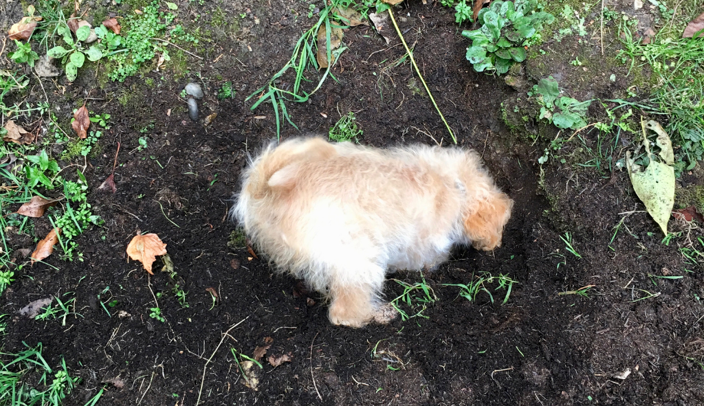 Puppy digging up the grass.